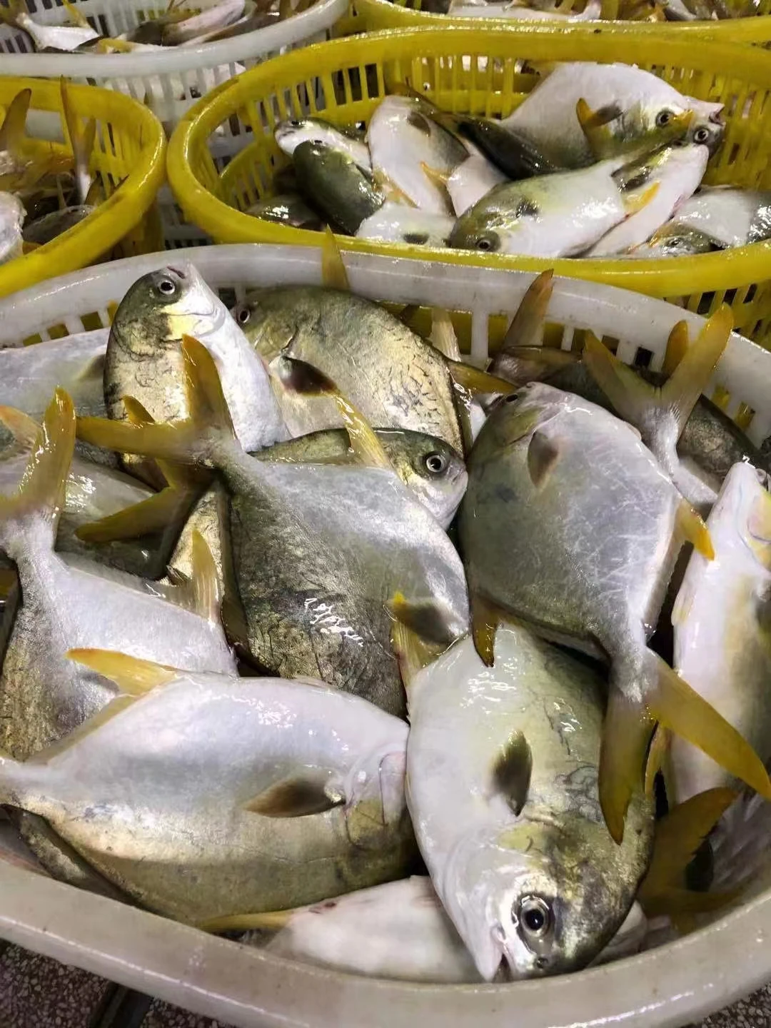 High Quality Seafood Fresh Frozen Poisson Pompano 500g-600g Golden Pompano Fish Pomfret