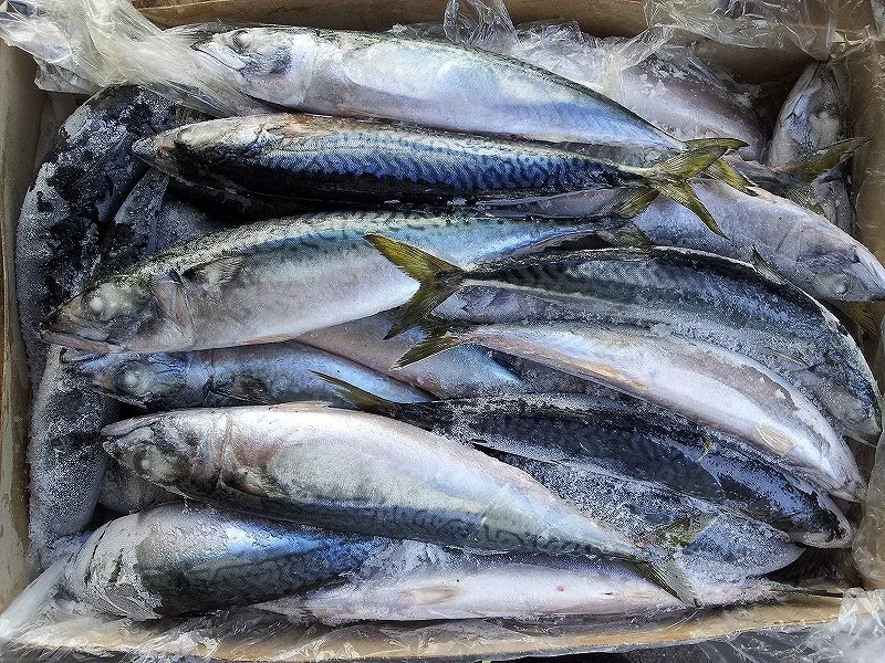 Fresh frozen seafood prices frozen mackerel fish made in Japan