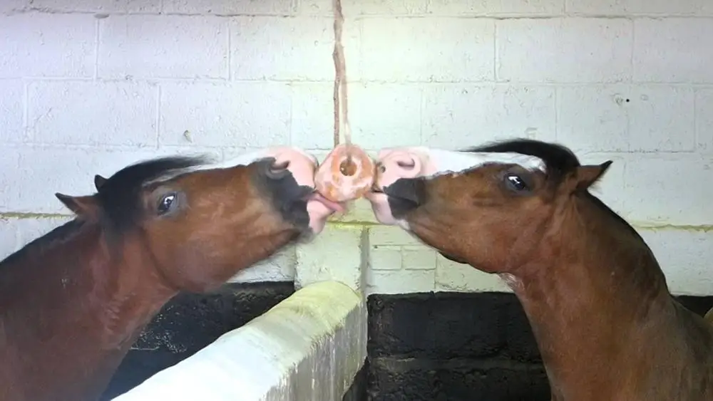 Himalayan Salt Licking Cylinder Shape Salt Licks Feed Mineral Stone 4 LBS for Livestock Cattle Horse Camel Cow Sheep