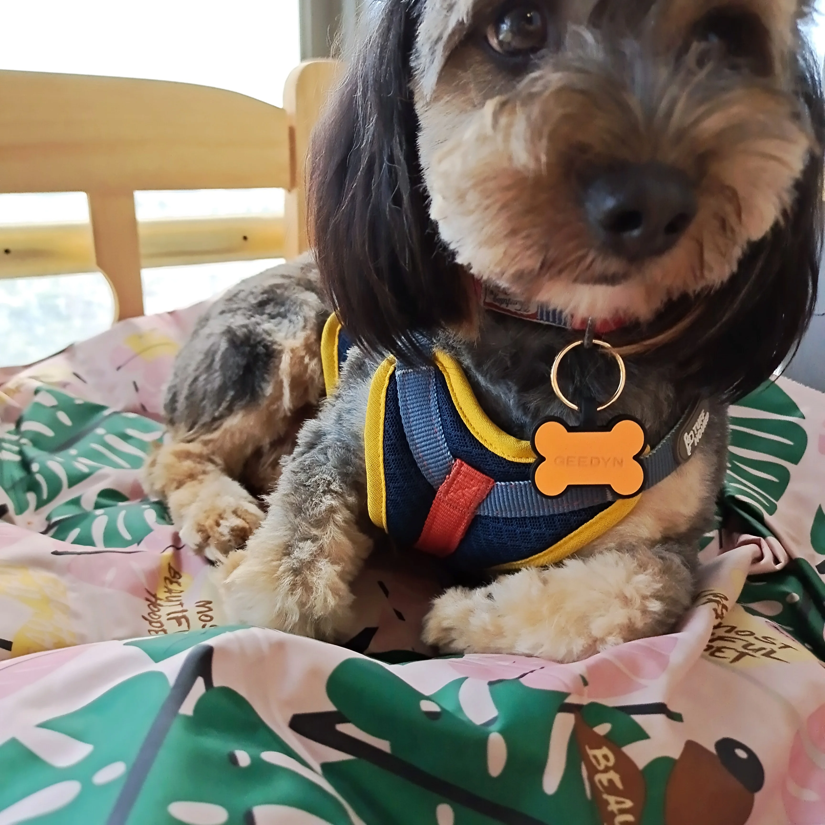 Personalized Bone Pattern Silent Sublimation Silicone Pet ID
