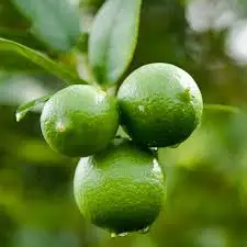 TOP SELLER IN VIETNAM 2020 LIME/ FRESH LEMON/ FRESH SEEDLESS