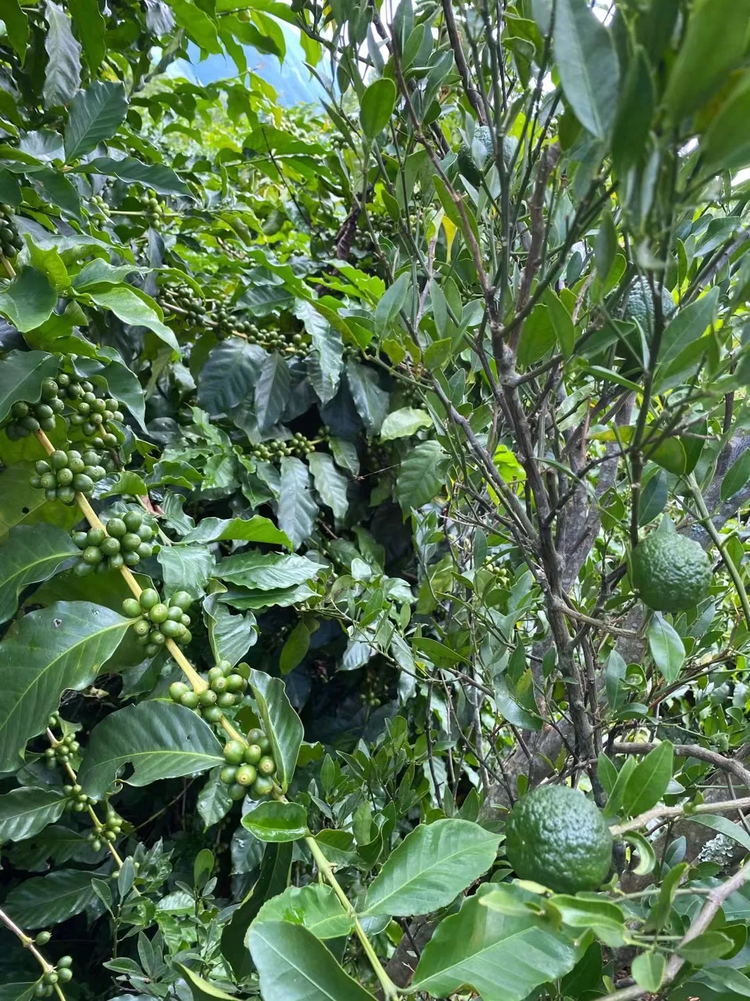 100% Robusta 250g Dark Roasted Coffee Beans From China 1kg/500g/250g coffee bag