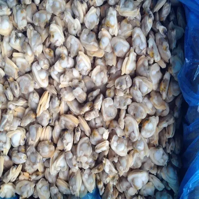 
New season Frozen boiled baby clam meat IQF 