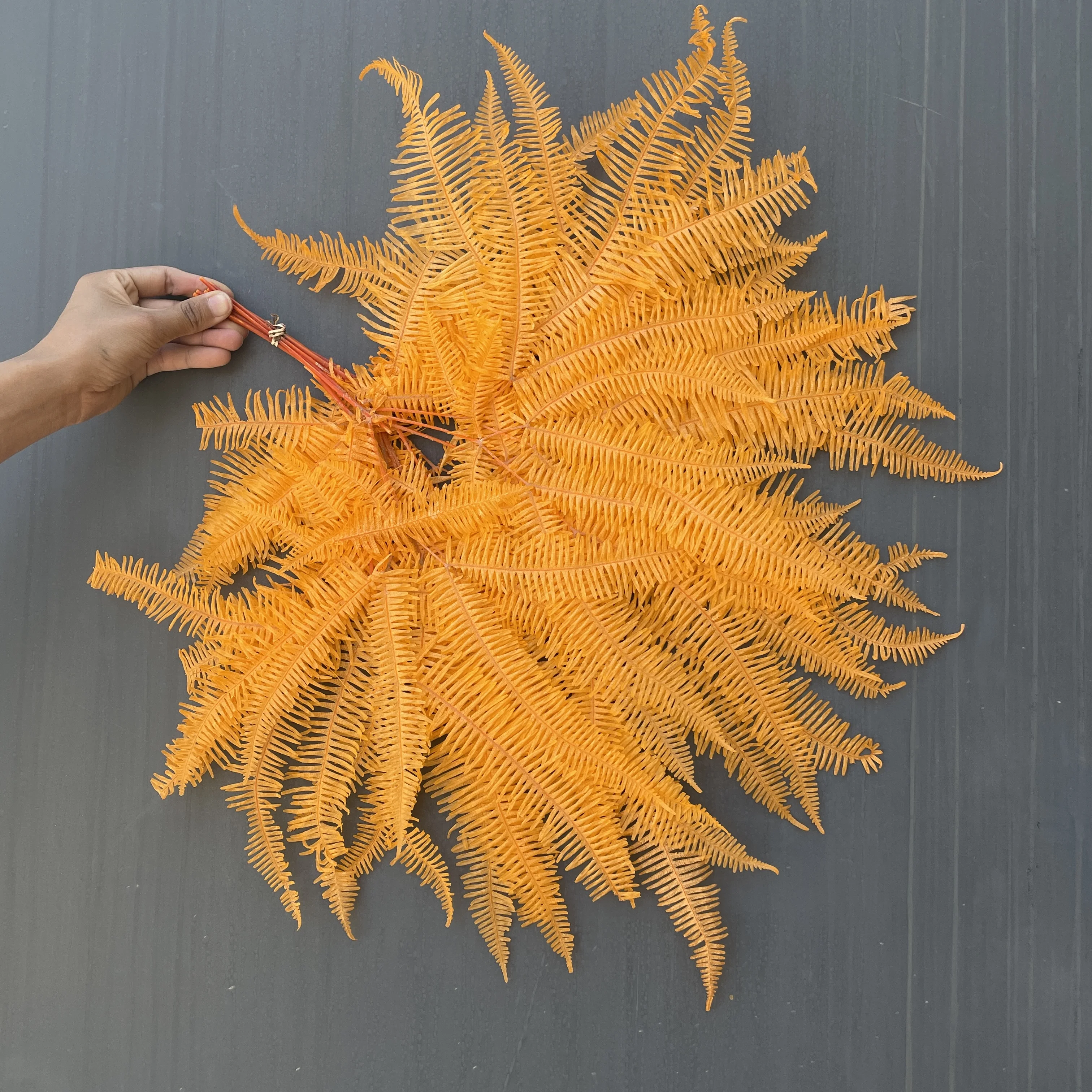 Wholesale Supply Preserved Colorful Leaves Preserved Spire Fern Leaves Fern For DIY Leaves