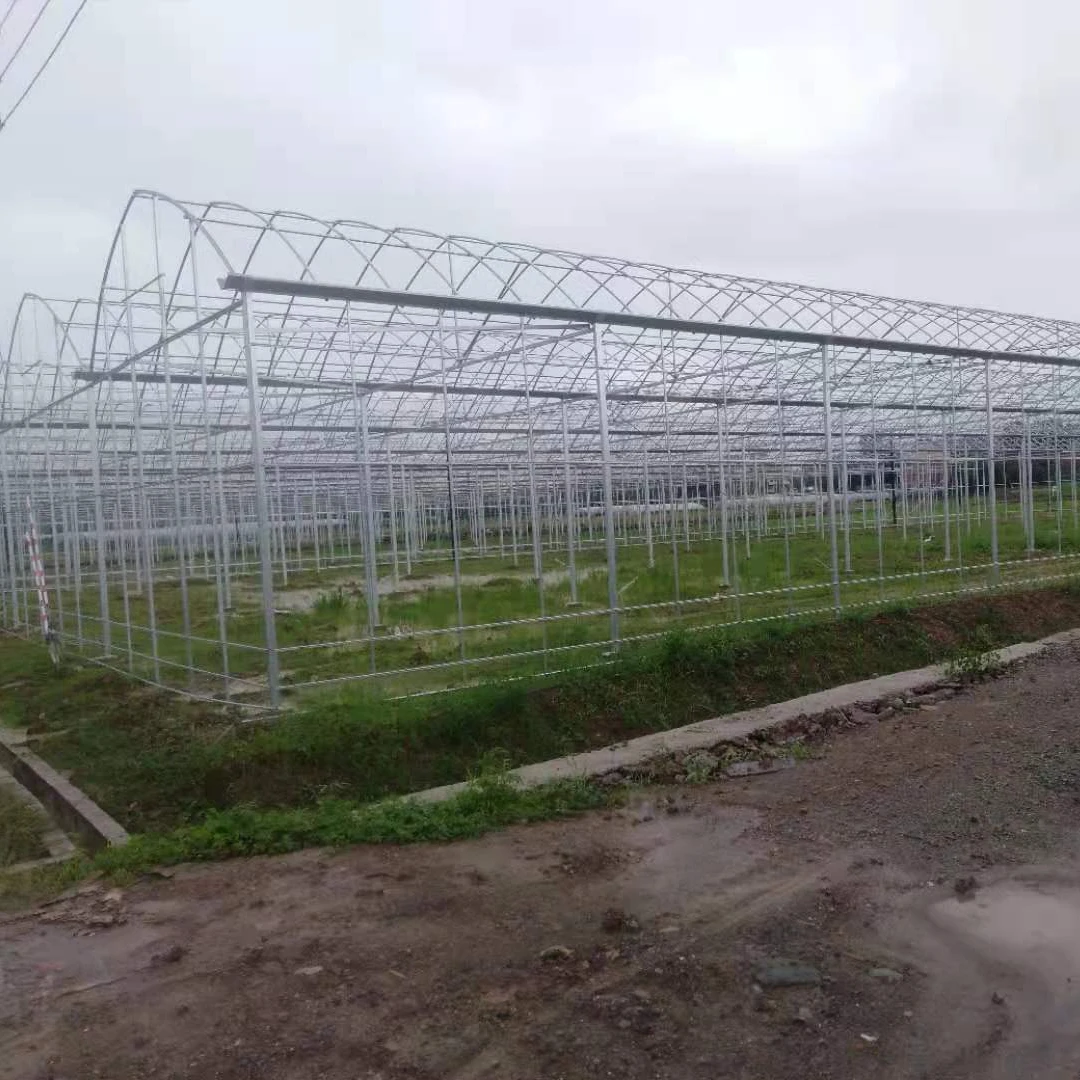 Customized Greenhouse farming greenhouse Multi Span Green House
