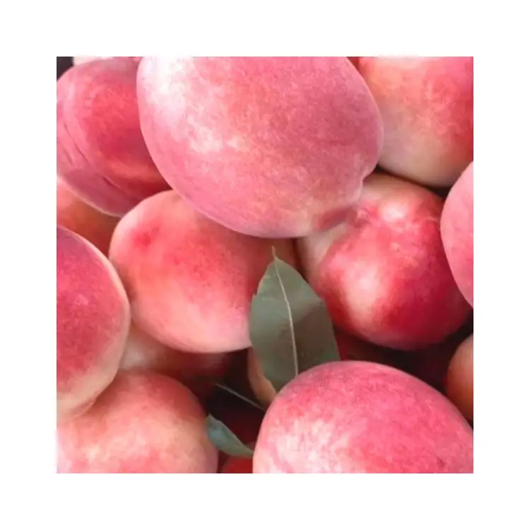 High Quality Security peaches price fruit Beijing no.7 sweet fresh peaches