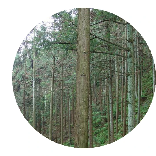 2021 Chinese High-quality Seeds Wholesale Cunninghamia lanceolata seeds