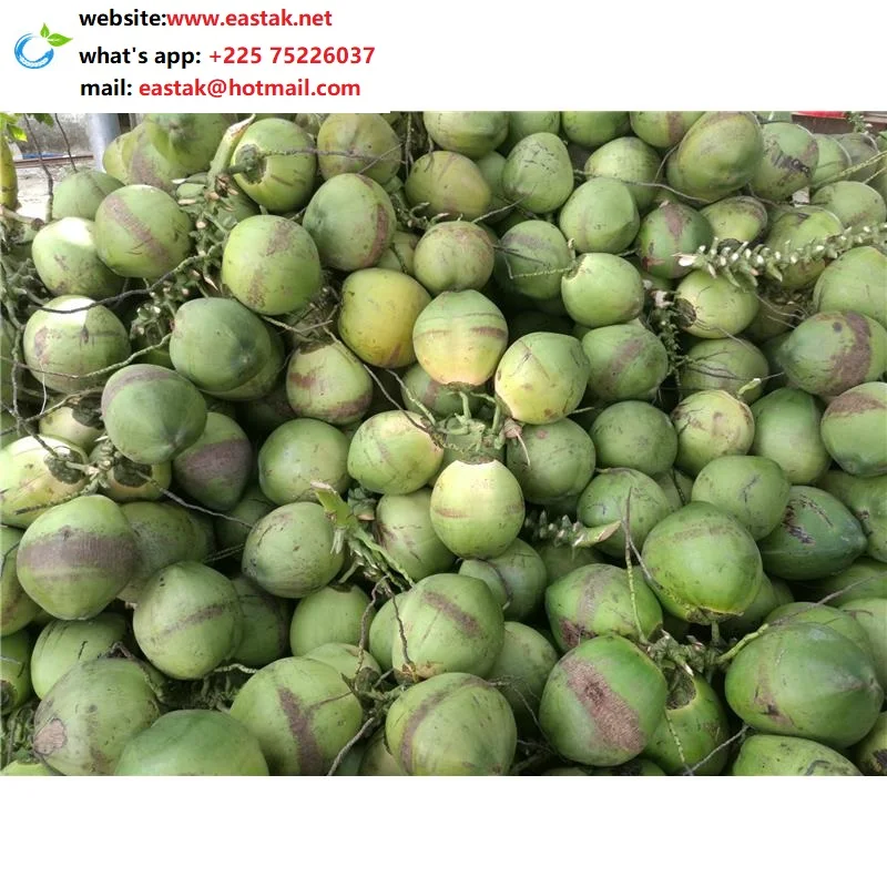 Большой и свежий зеленый кокос от Africa-NO.1 Exporter