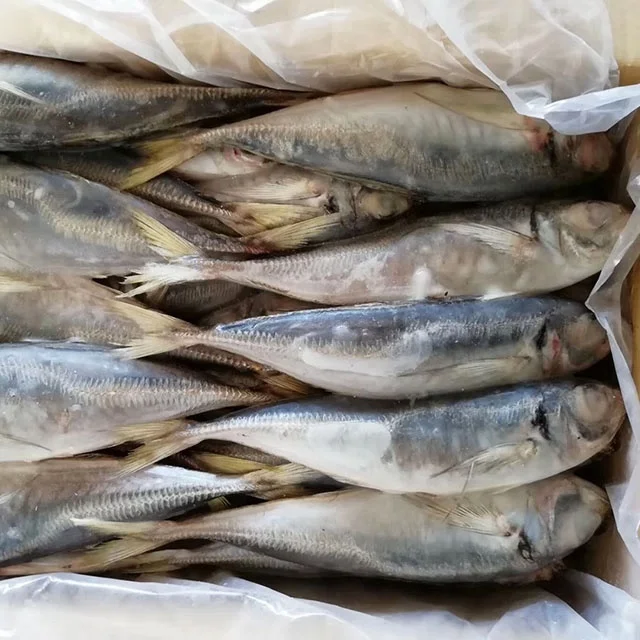  Замороженная Конская скумбрия 23 см + Land/Trachurus