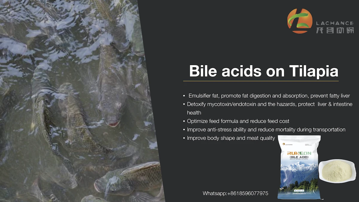 Bile acids  on tilapia.jpg