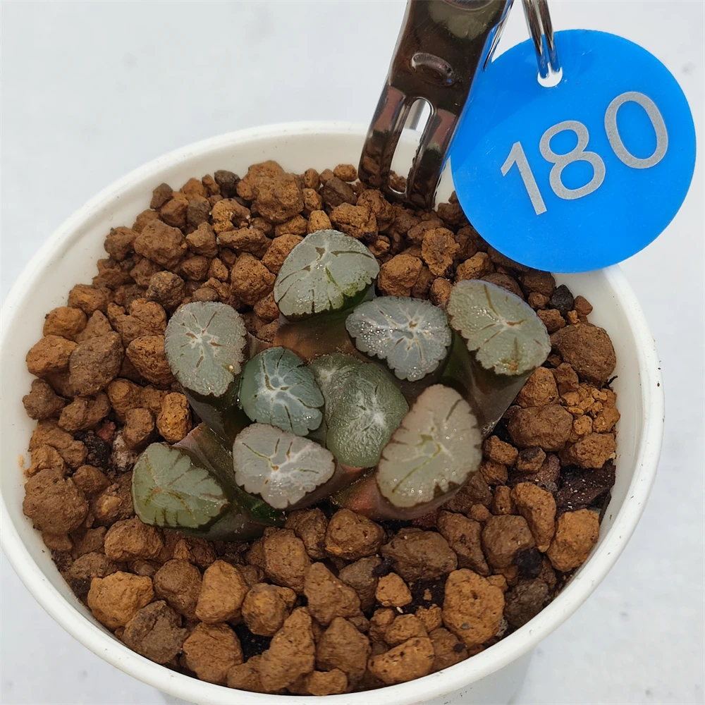 H180 Haworthia maughanii «Мурасаки иназума» редкие суккуленты живые живое растение садоводство Цветочный бонсай комнатное