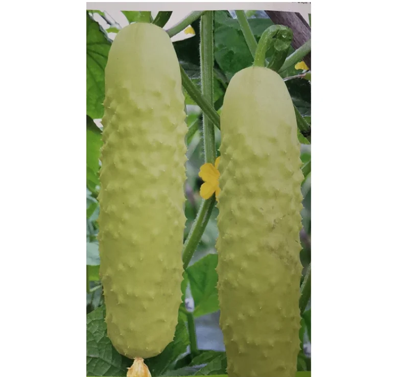 F1 огуречные Семена овощей высшего качества H-bs