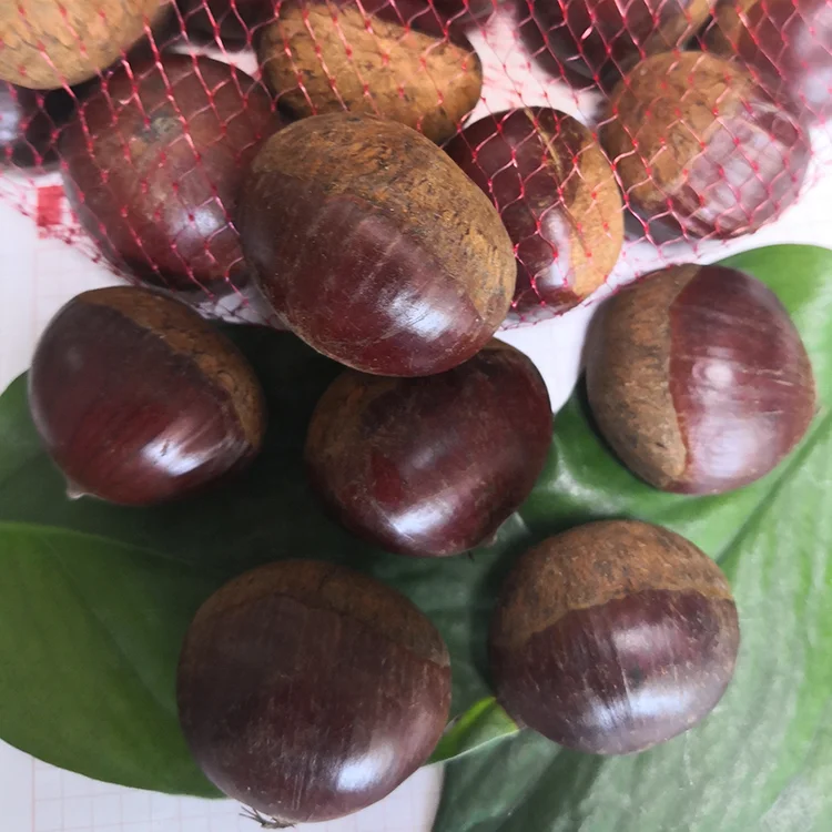 Свежий Шаньдун каштан