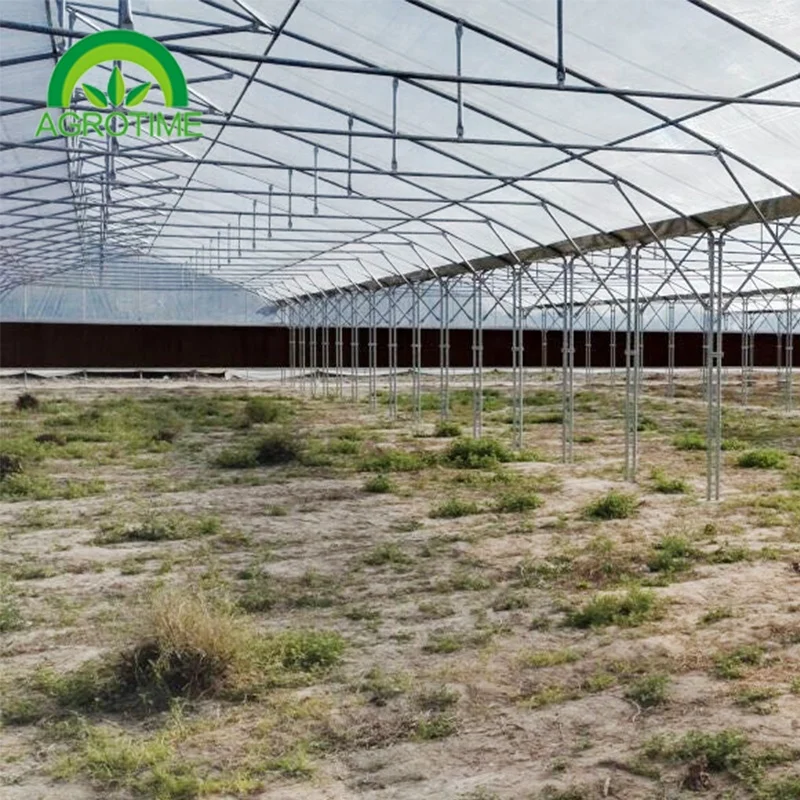 Argentina Projects Installed Commercial Hydroponic Plastic Film Green House Multi-span Agricultural Greenhouses