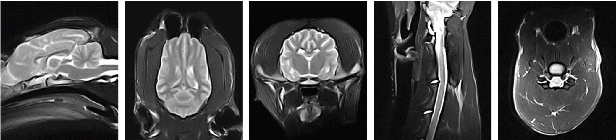 
Dog veterinary CT equipment manufacturers 