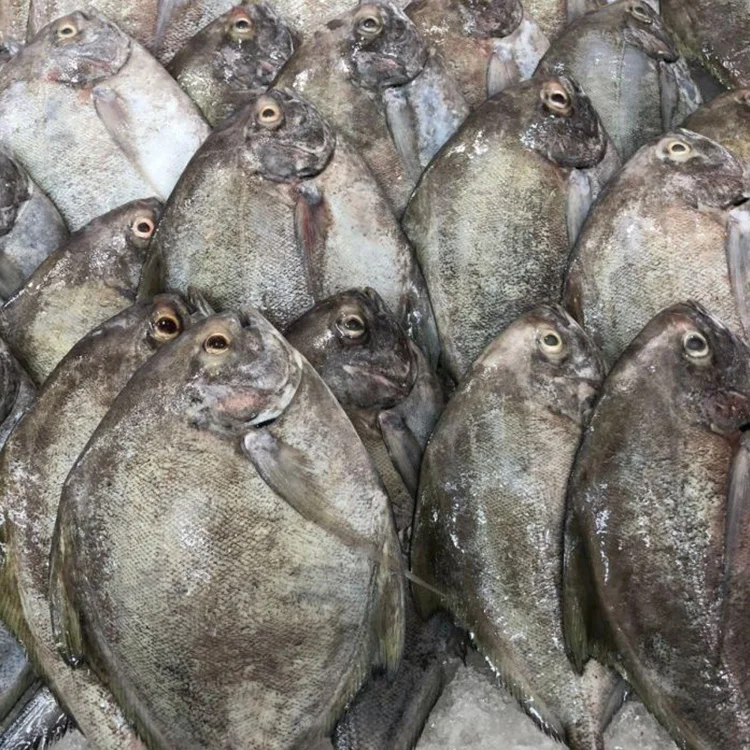 frozen black pomfret fish whole round china wholesale price black pomfret supplier low price