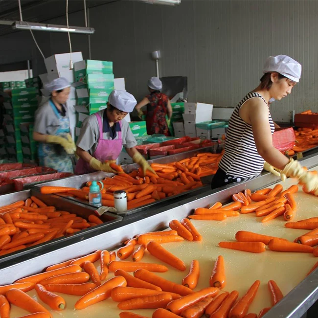 2021 Chinese Fresh Carrot 4.5 kg Carton Packing For Dubai Market Size S M L Wholesale Low Price Fresh Carot