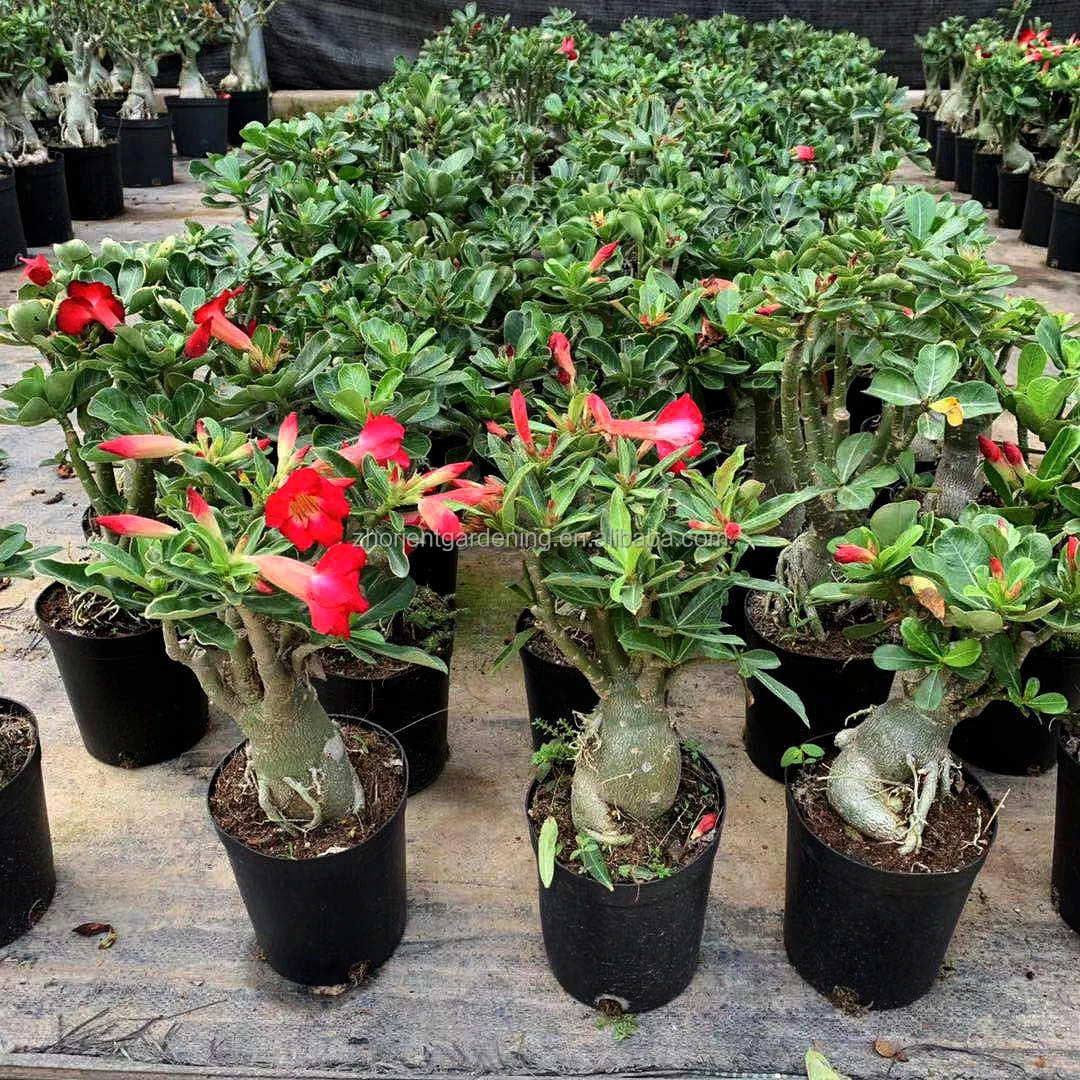 Hot sale Adenium obesum grafted with flower, Desert rose indoor Bonsai plants