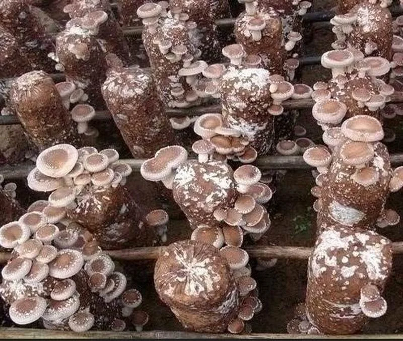 
Shiitake Mushroom Spawn Champignon Mushroom Seeds 