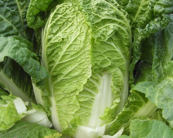 
Fresh Celery Cabbage ,Celery Cabbage ,New Harvest Fresh Celery Cabbage Grade AA 