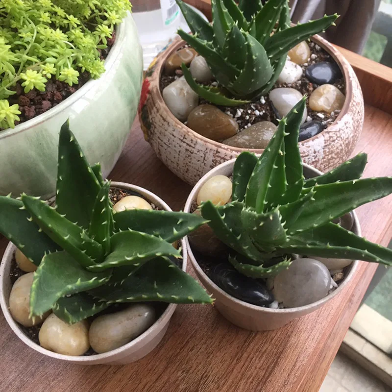 Cheap garden ground paving decorative natural river water wash stone pebble