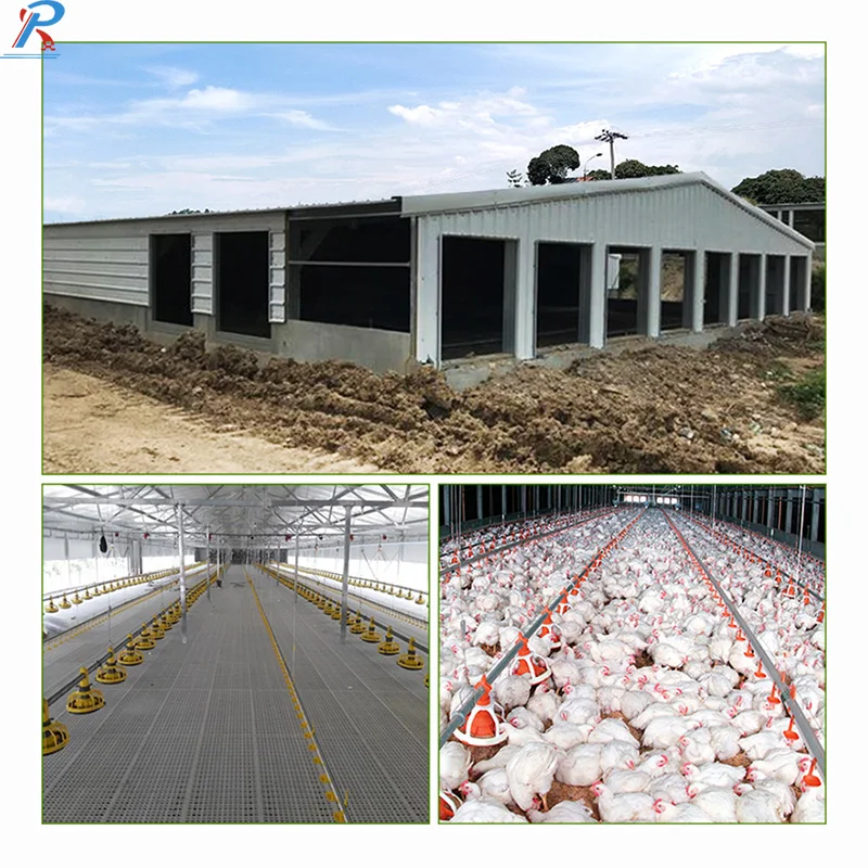 Prefab Chicken Farm Steel Structure Poultry Farm And Layer Hen House Chicken Broiler Shed