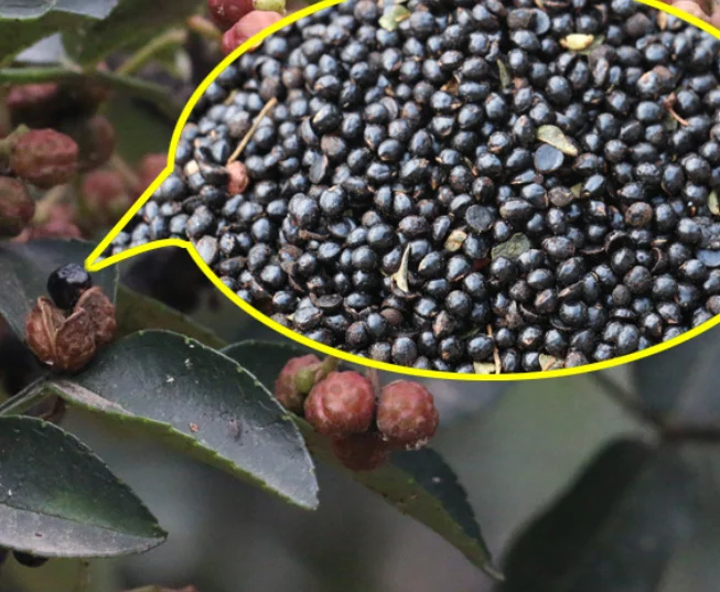 
Black color no fruit shells Zanthoxylum bungeanum Maxim seeds 