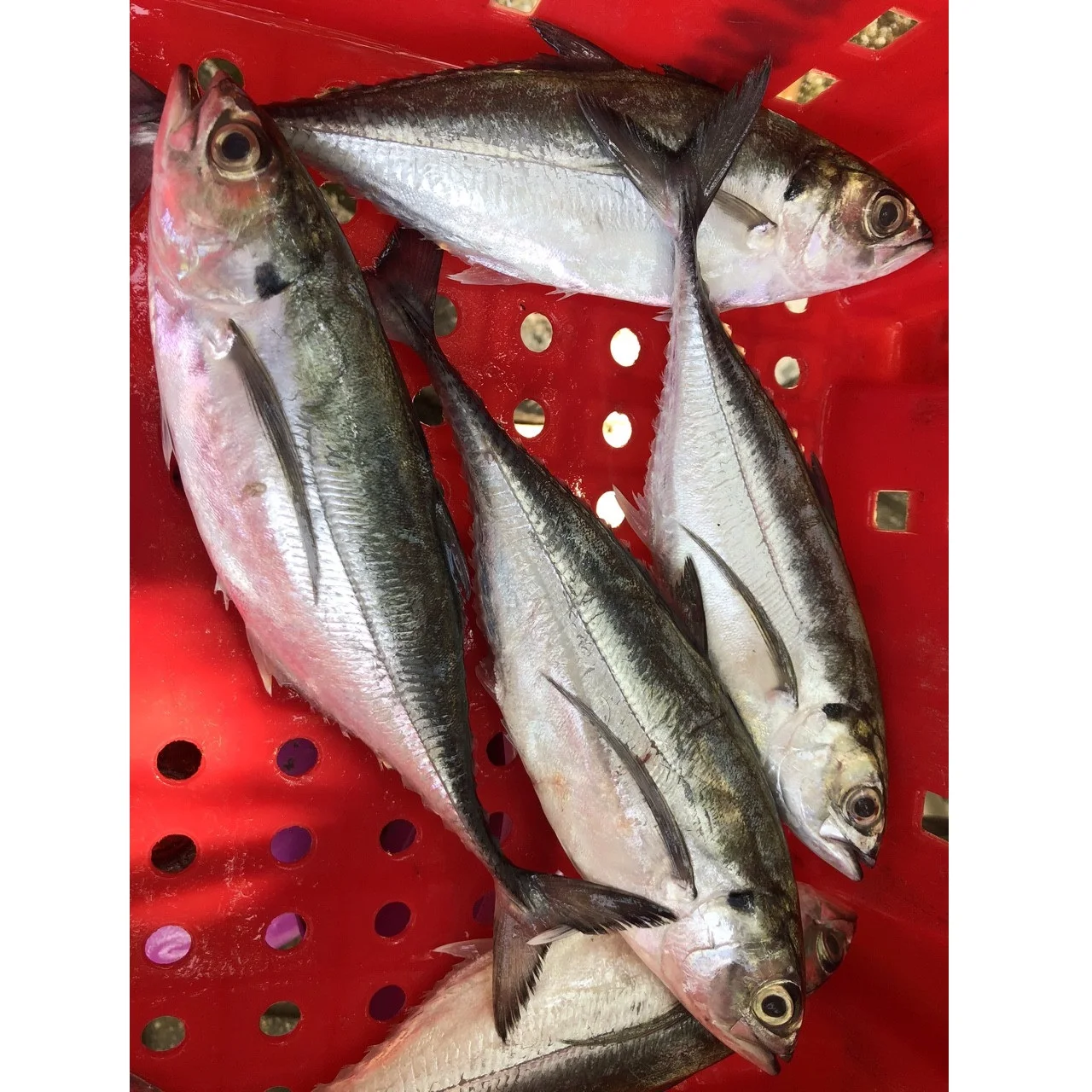 WHOLE BODY Box NATURE IQF BLOCK Megalaspis Cordyla Horse Mackerel From Viet Nam