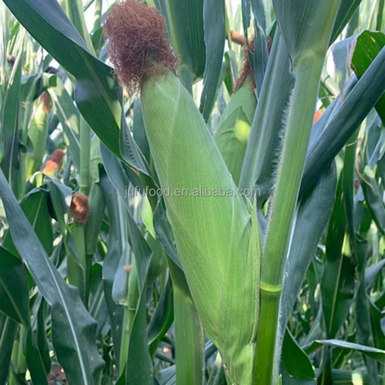 china yellow golden sweet cream style dried corn cob