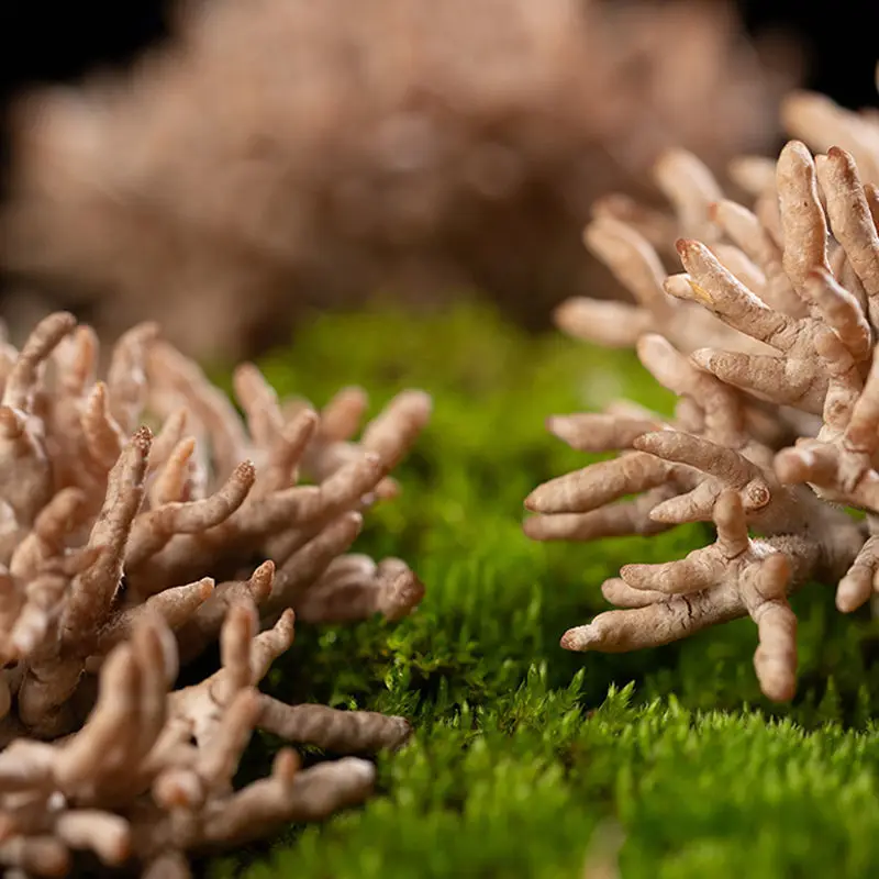 Fresh Healthy Nutritious Food Coral Fungi Mushroom