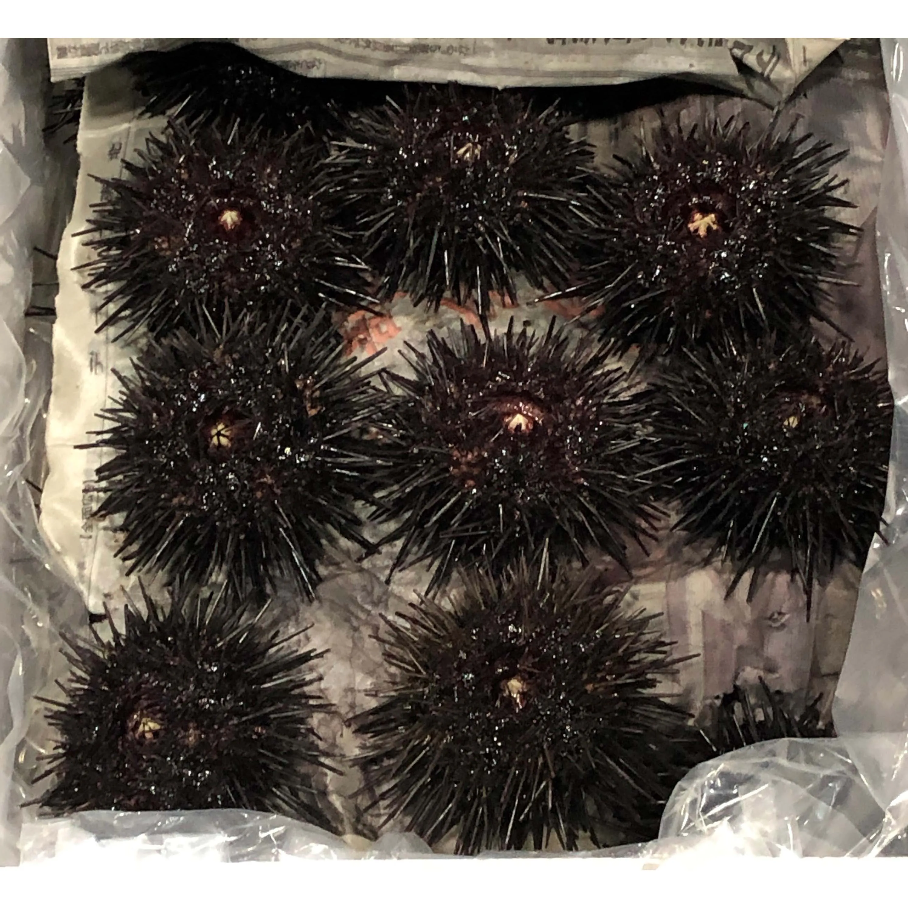 
Japanese wholesale fresh sea urchin for sale with good price 