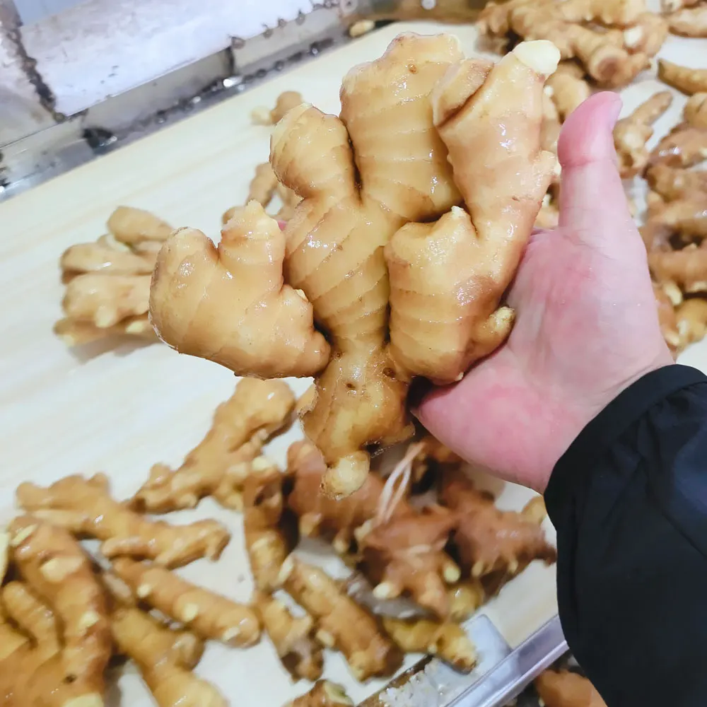 2023 new crops Fresh Dry jengibre Buy Dried Ginger Buyers For Wholesale China Ginger For Sale Cheap Price