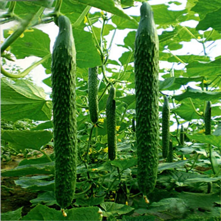 From China Loxowo brand suppliers biological agriculture soil manure foliar grain organic fertilizer