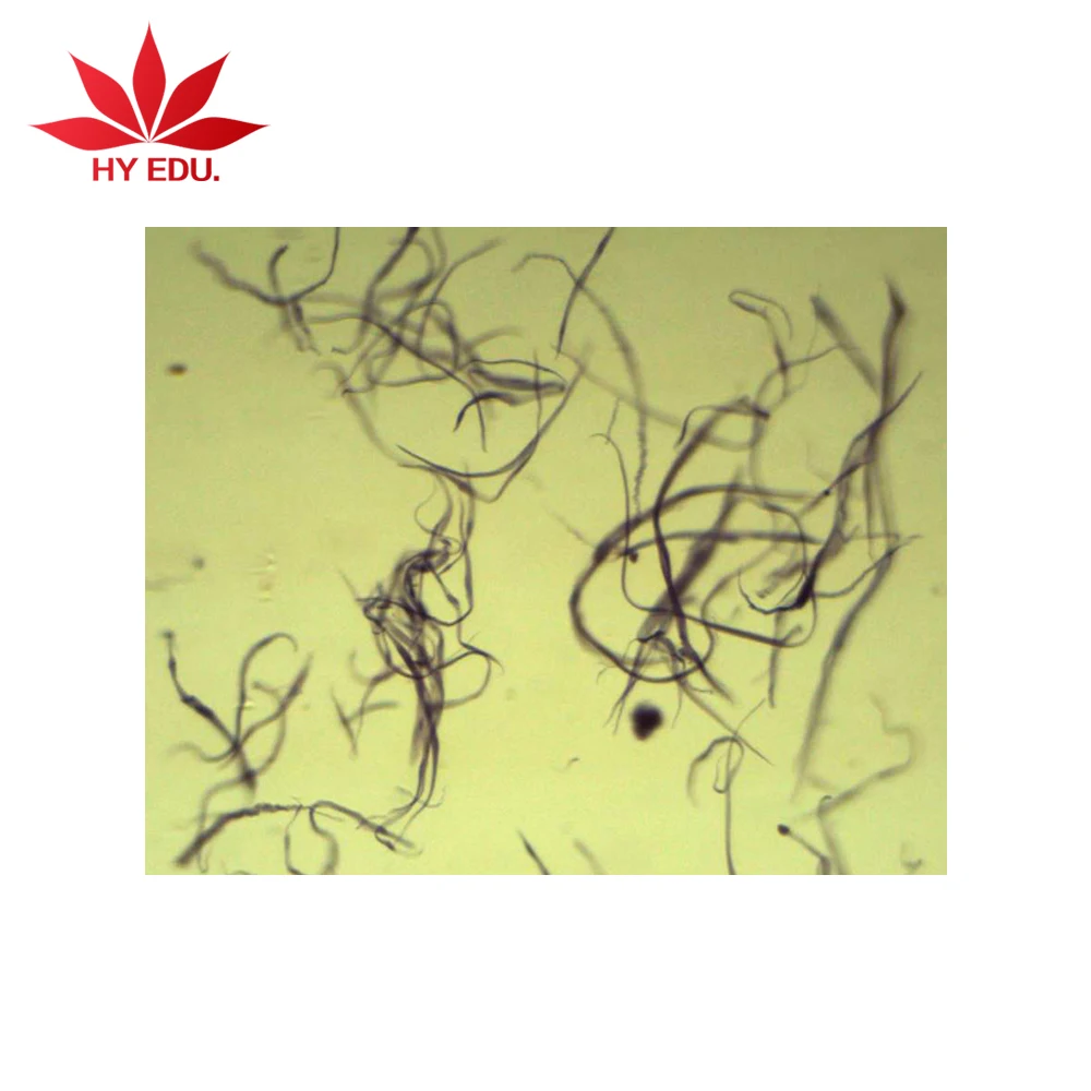 Медицинская наука животных Гистология слайд набор гладкой Muscie дразнили подготовки w. m