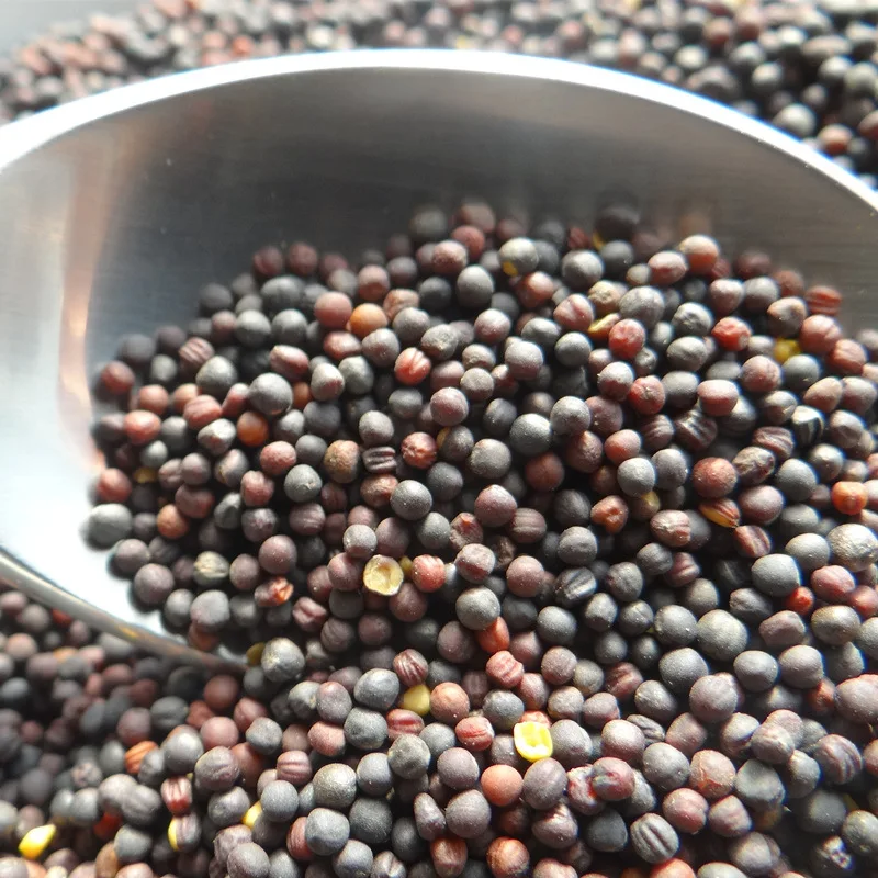 wholesales top quality Western food spices pickled black mustard seeds green food brassica nigra seeds black master seeds