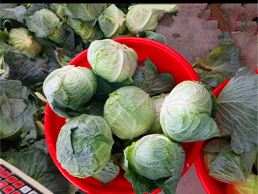 2022 Chinese Fresh cabbage supplying to Canada Singapore, Malaysia, Korea ,UAE