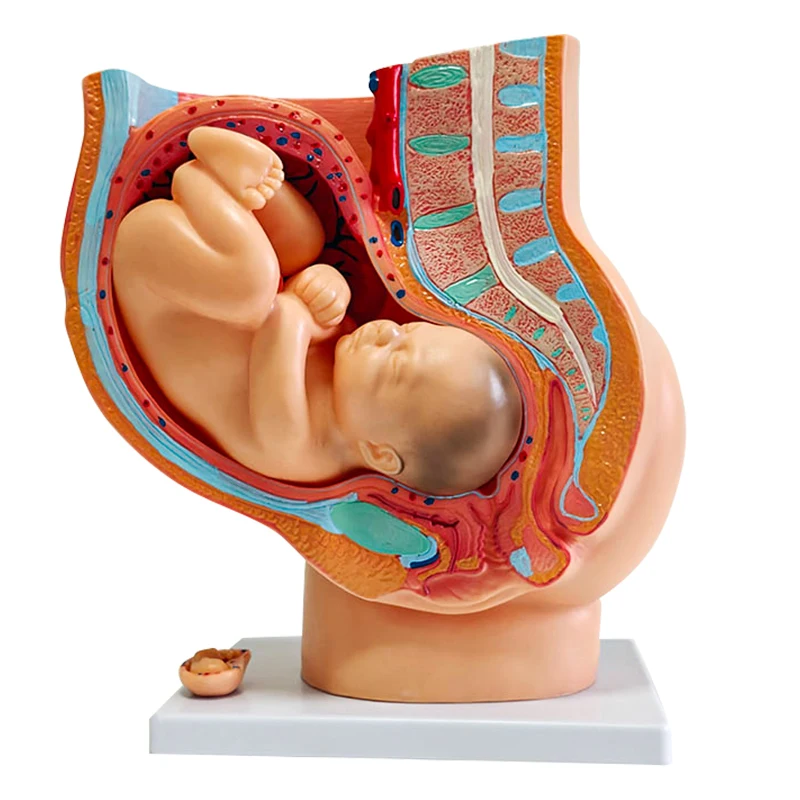 Nine-month fetal model with pregnancy in pelvis Childbirth model