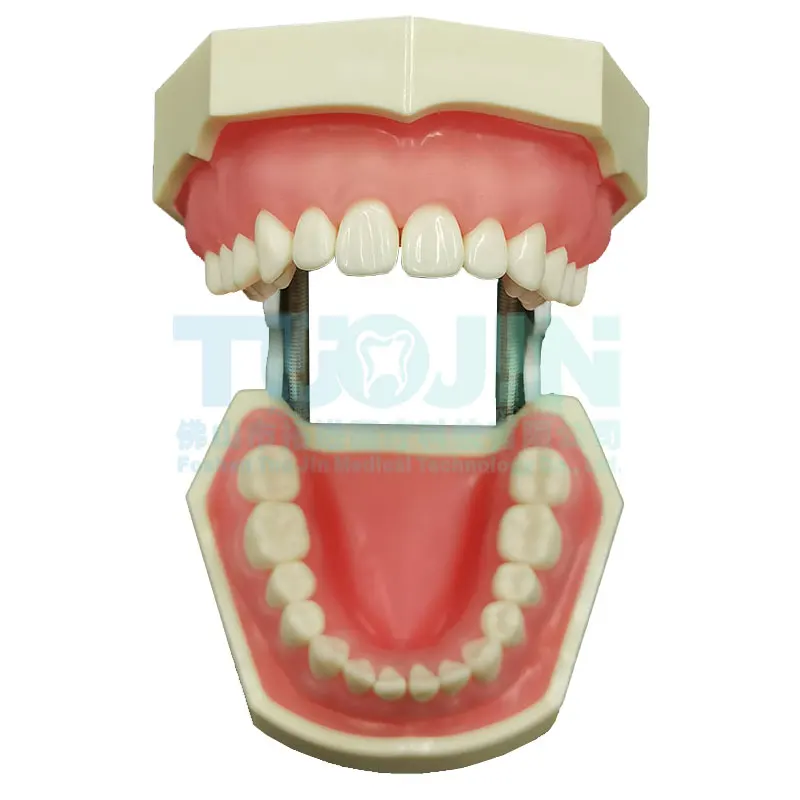 Dental Teeth Model For Dental Technician Practice Training Studyting Dentistry Typodont Models With Removable Tooth 28pcs Model