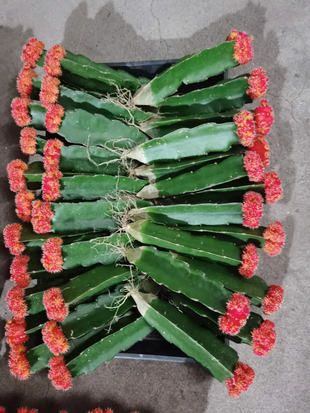 Привитая ЛУНА КАКТУС желтый шар красный красочный кактусы Gymnocalycium Mihanovichii кактус низкая цена