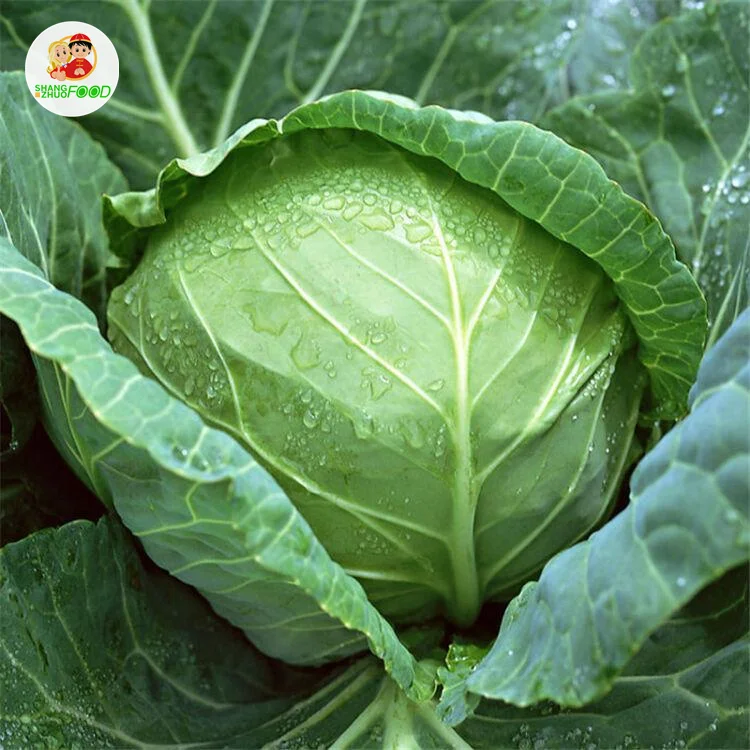 Factory jade cabbage popular sale natural Fresh Cabbages with for Cabbages