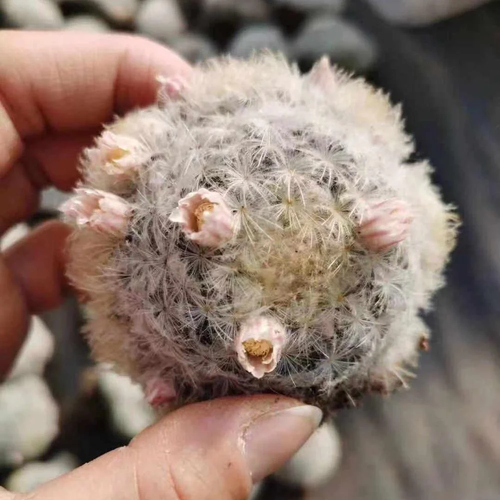 Розовый Mammillaria plumosa кактус оптом живой кактус сочные растения комнатное растение украшение