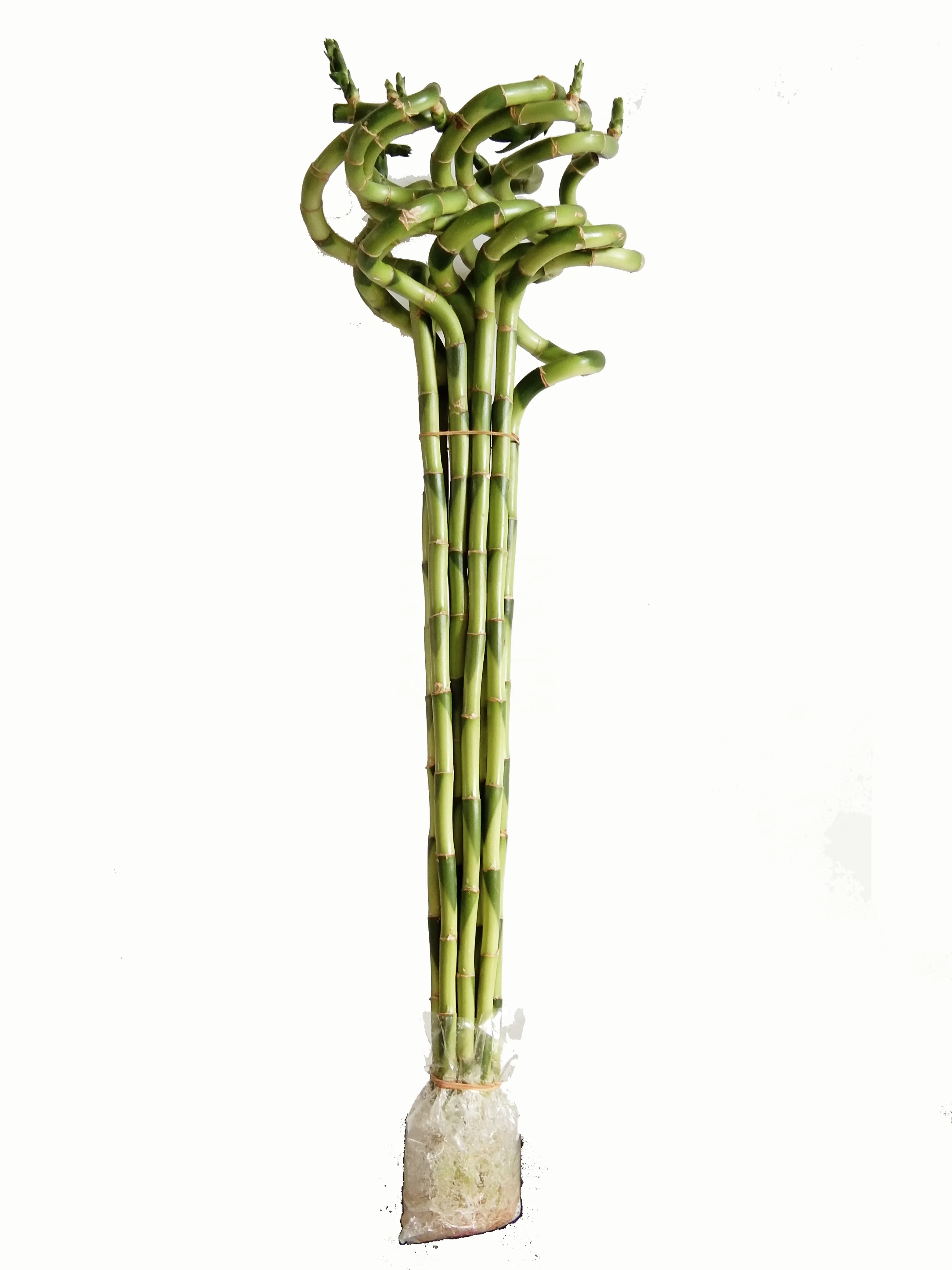 
Zhanjiang factory wholesale price high quality horticultural products green plant spiral lucky bamboo 
