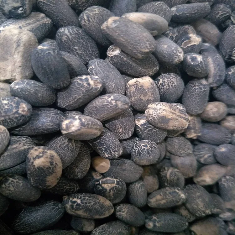 
S207 Mafengshuzhongzi Bulk Supply Best Quality Price Jatropha Seed 
