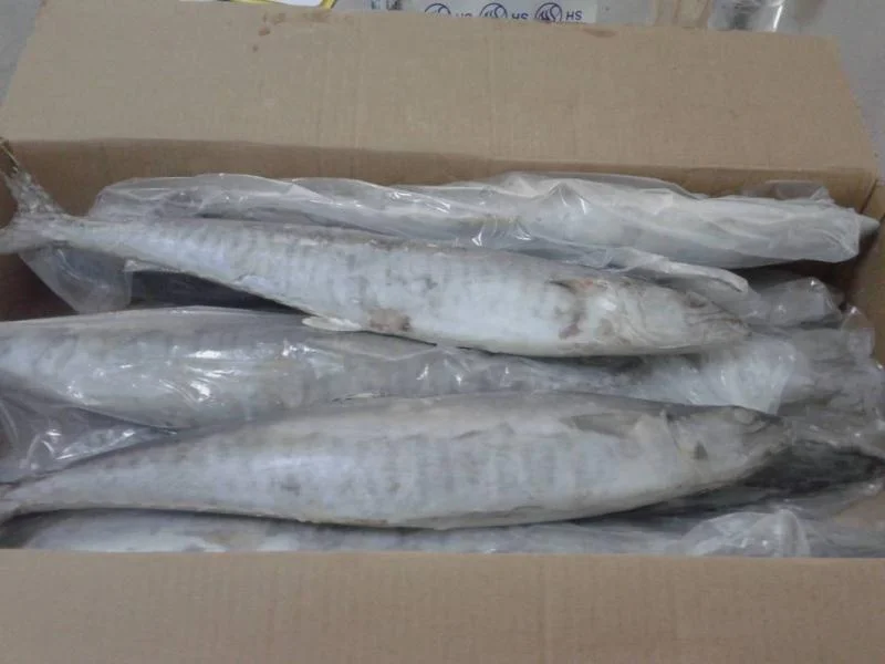 Frozen Stripe Spanish Mackerel King Fish Steak