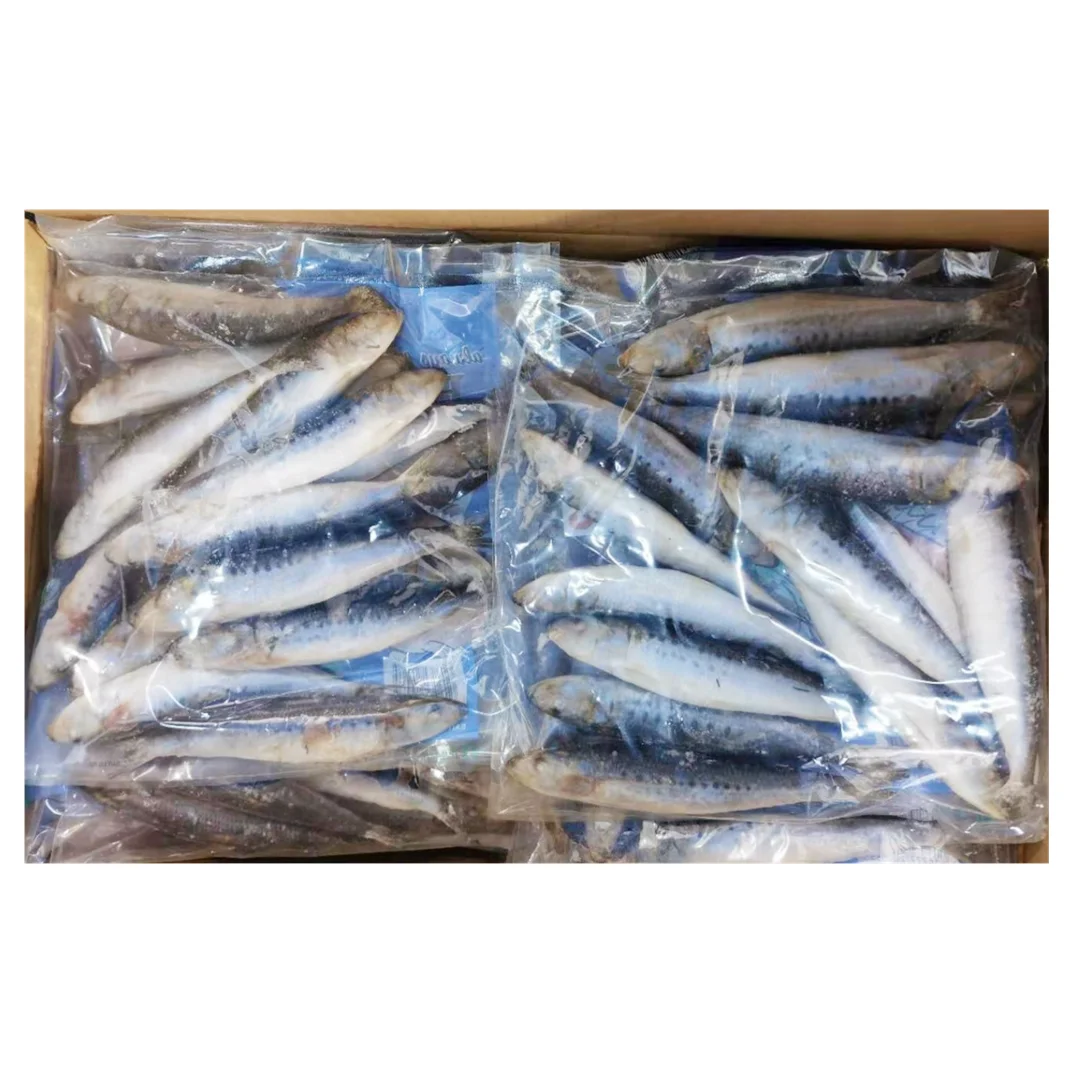 Good quality IQF sardine  whole round sardine for bait