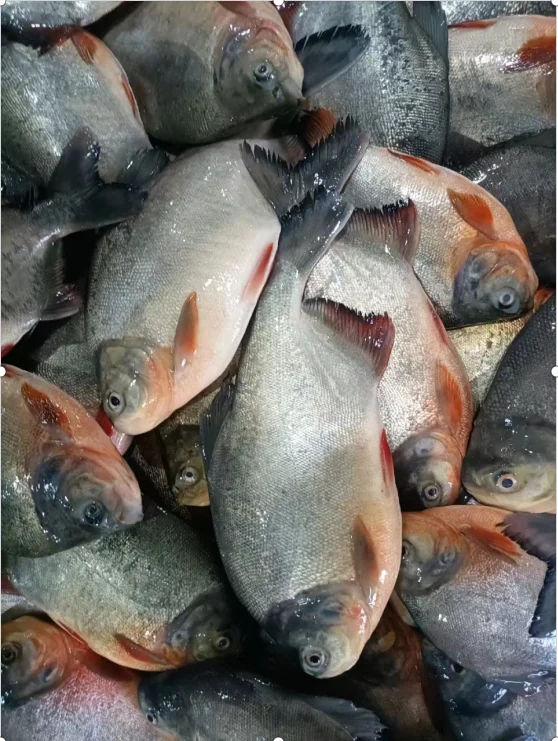 Best sale glazing 500g-800g  Red Pomfret Whole Round piaractus brachypomus fish