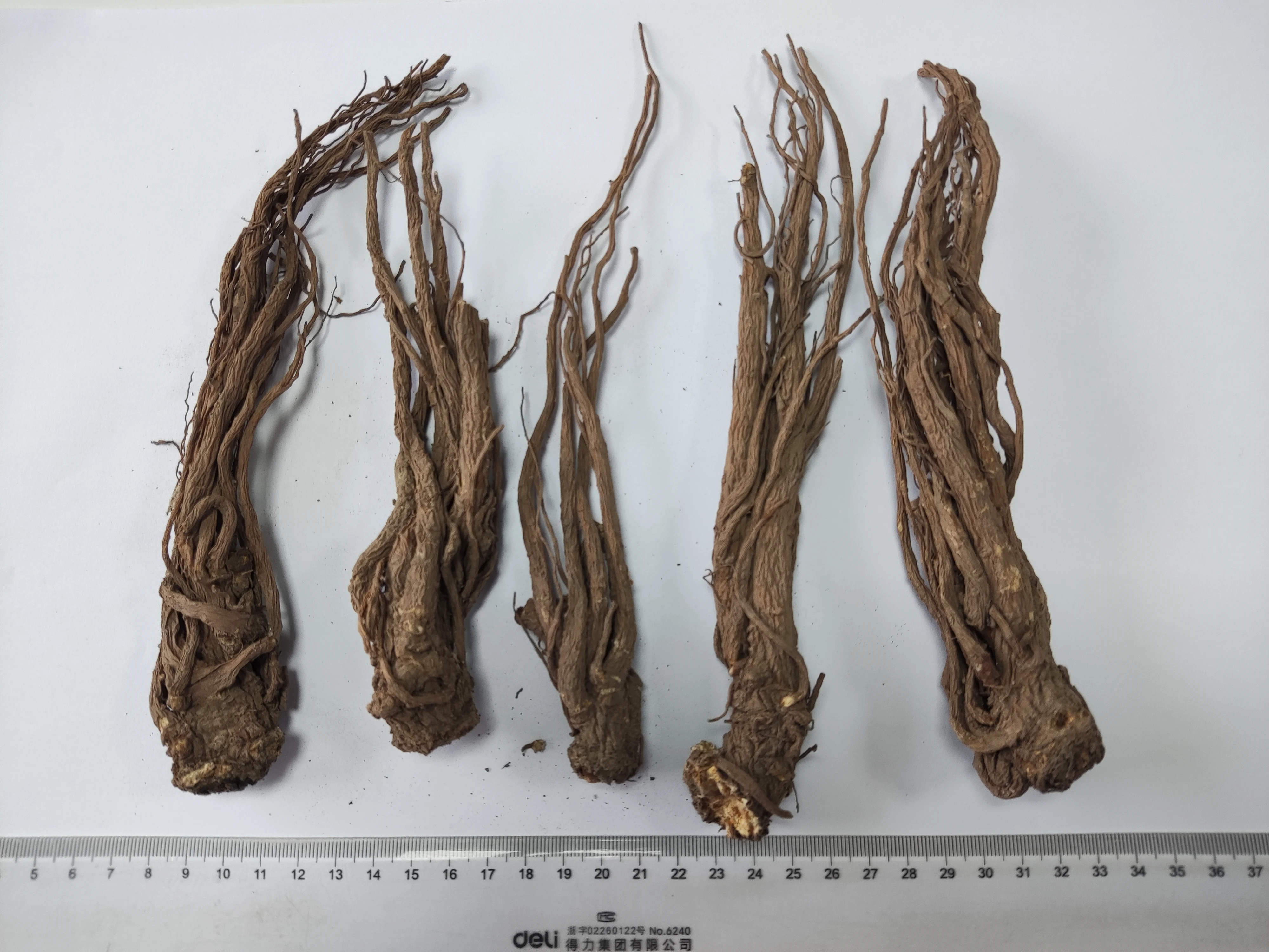 Sun Dried Chinese Angelica Sinensis Radix Angelicae Sinensis