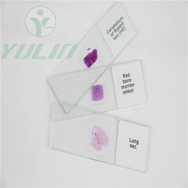 25 Medical Teaching Resources Equine Skin Microscopy Prepared Slides Histology Slides