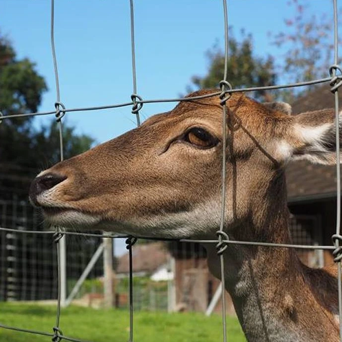 High Tensile Galvanized Woven Field Fence knotted Mesh Hinge Joint Knot Horse Metal Livestock Farm Cattle Fence Panel