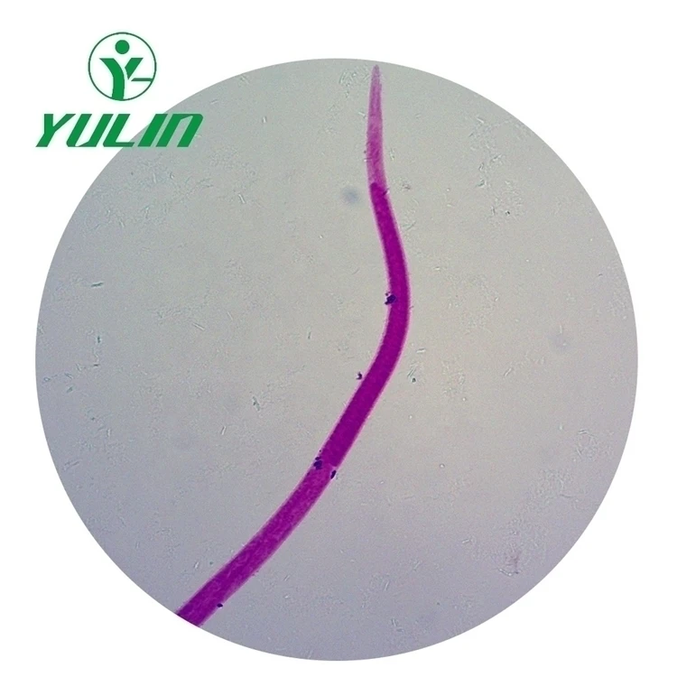 Set of 50 Medical Parasitology Slides Medical Science Microscope Slides